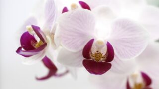 胡蝶蘭の花言葉を知って特別な贈り物に!色ごとの魅力も紹介